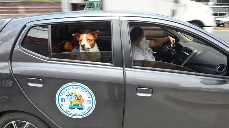 mascotas en taxi - Cómo llevar a mi mascota en Uber