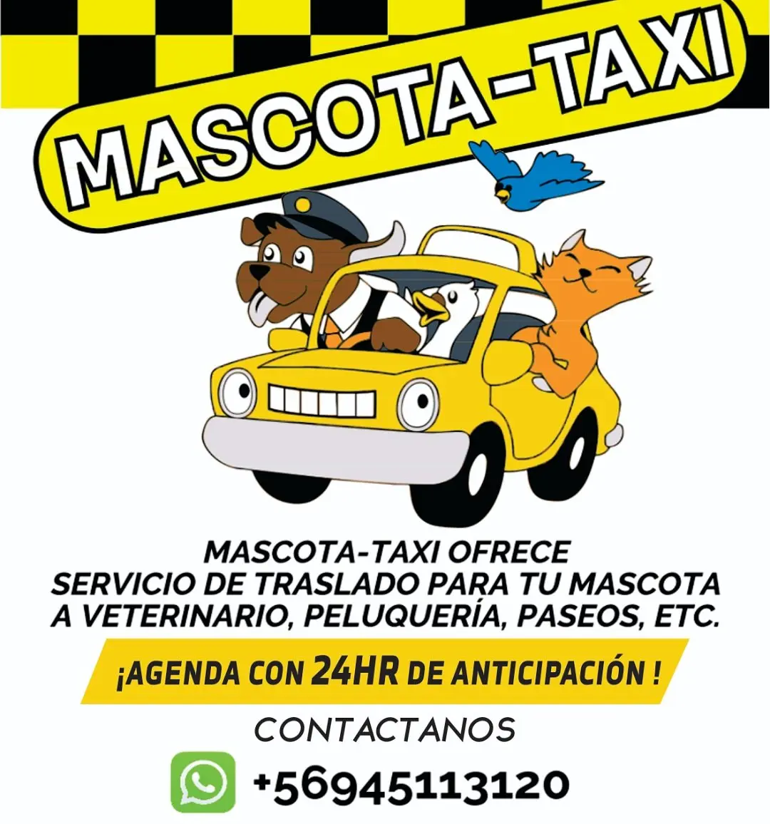 taxi para mascotas - Cómo trasladar mascotas en bus